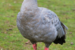 Csirkehús